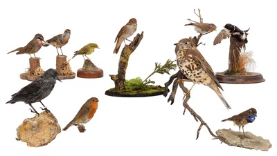 Lot 2 - Taxidermy: A Group of European Countryside...