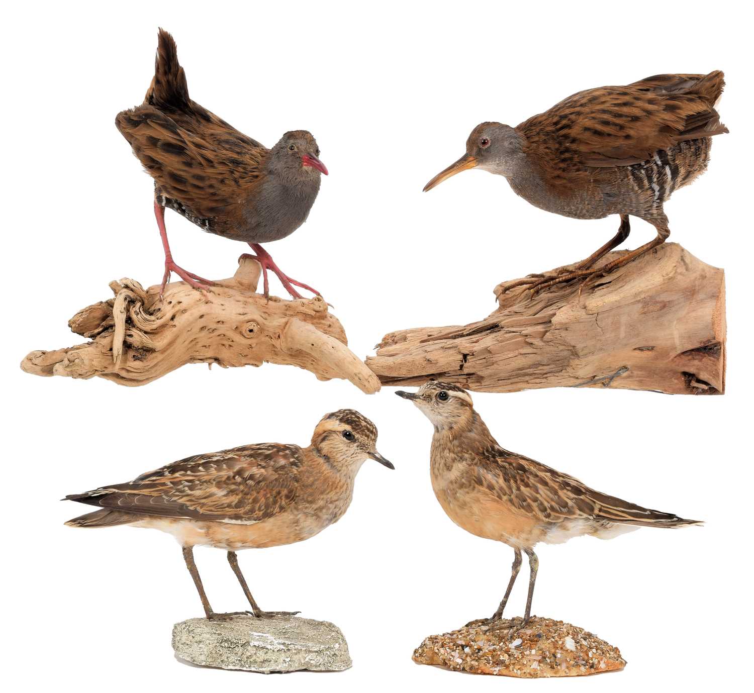 Lot 49 - Taxidermy: A Pair of Water Rails & Dotterels,...