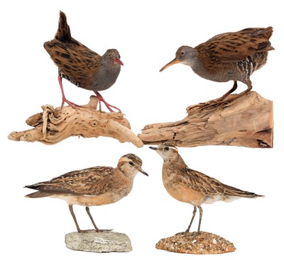 Lot 49 - Taxidermy: A Pair of Water Rails & Dotterels,...