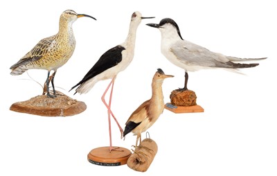 Lot 195 - Taxidermy: A Group of Sea & Wading Birds,...