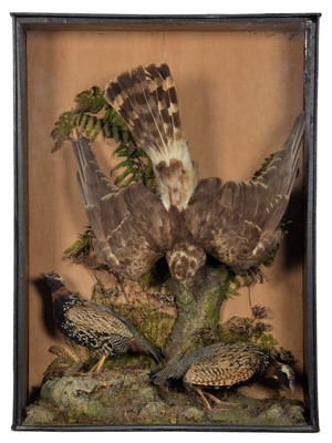 Lot 22 - Taxidermy: A Late Victorian Cased Hen Harrier...