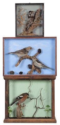Lot 17 - Taxidermy: A Group of Three Cased Woodland...