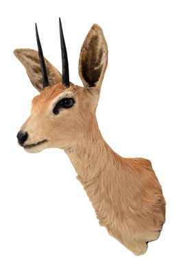 Lot 1172 - Taxidermy: South African Steenbok (Raphicerus...