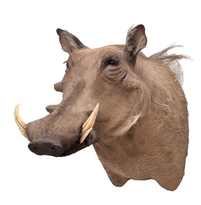 Lot 331 - Taxidermy: Common Warthog (Phacochoerus...