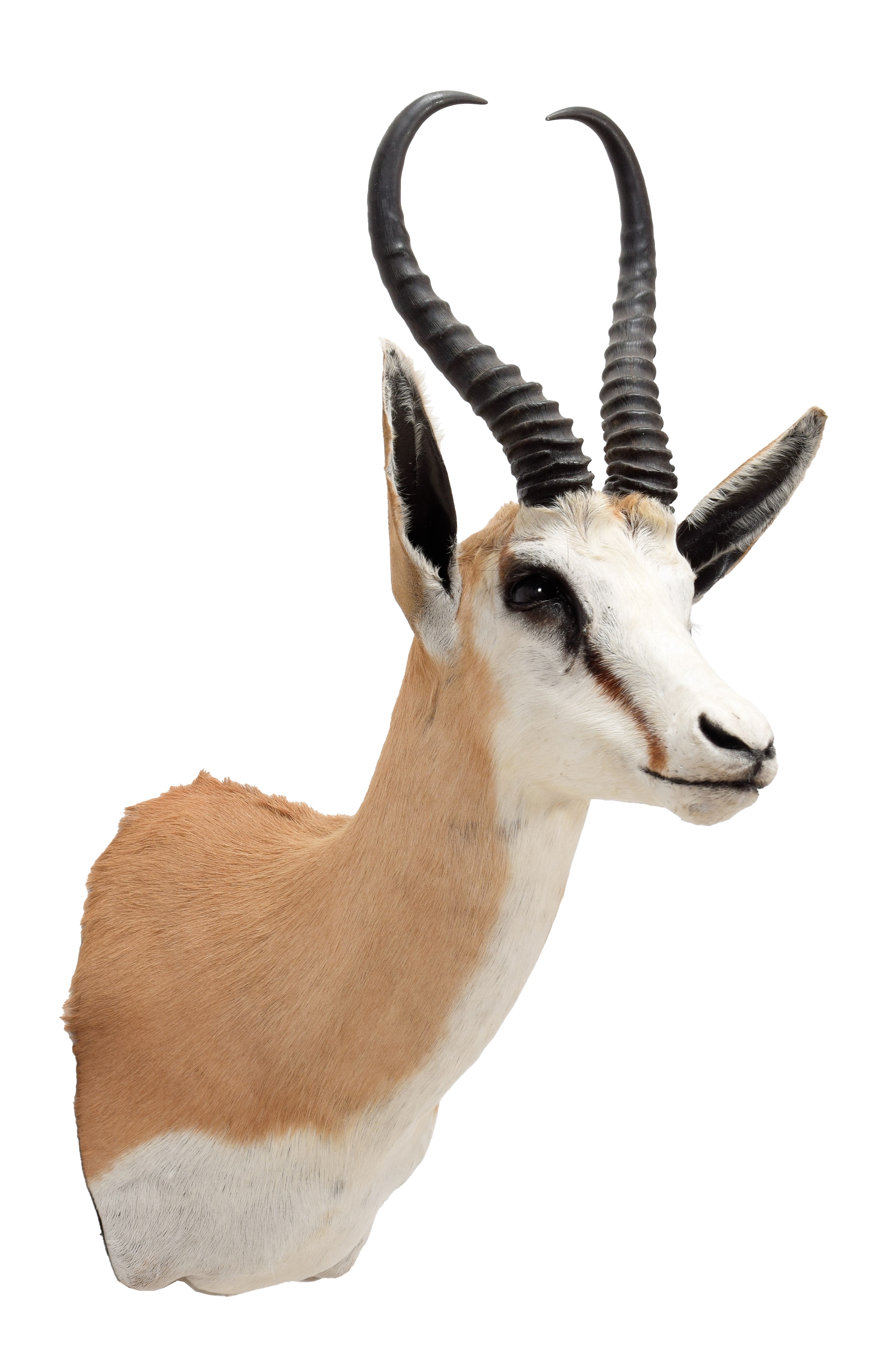 Lot 56 - Taxidermy: South African Springbok