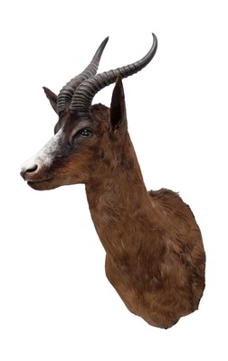 Lot 58 - Taxidermy: An Unusual Chocolate Brown South...