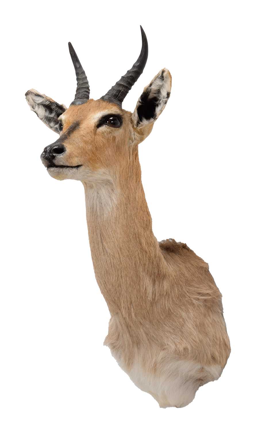 Lot 320 - Taxidermy: Southern Mountain Reedbuck (Redunca...