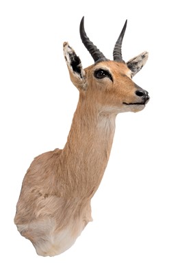 Lot 320 - Taxidermy: Southern Mountain Reedbuck (Redunca...