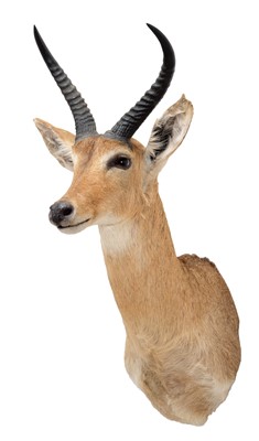 Lot 219 - Taxidermy: Southern Common Reedbuck (Redunca...