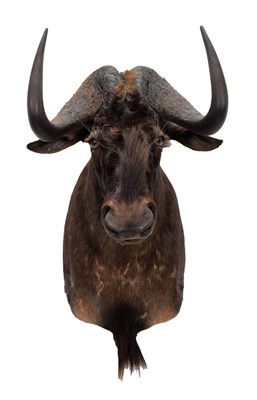 Lot 64 - Taxidermy: Black Wildebeest (Connochaetes...