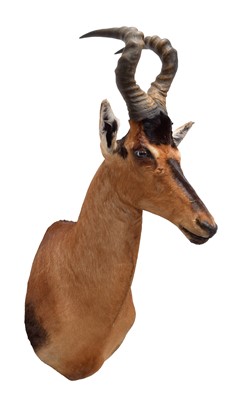 Lot 66 - Taxidermy: Cape Red Hartebeest (Alcelaphus...