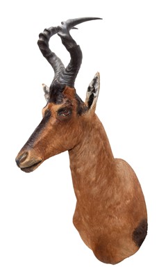 Lot 8 - Taxidermy: Cape Red Hartebeest (Alcelaphus...