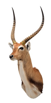 Lot 279 - Taxidermy: Red Lechwe (Kobus leche), circa...