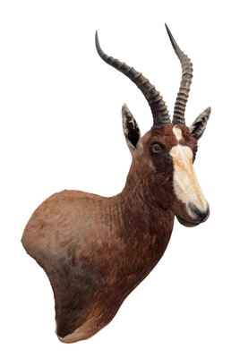 Lot 312 - Taxidermy: Blesbok (Damaliscus phillipsi),...