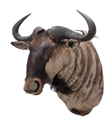 Lot 207 - Taxidermy: Blue Wildebeest (Connochaetes...