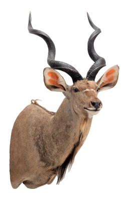 Lot 325 - Taxidermy: Cape Greater Kudu (Strepsiceros...