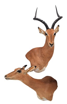 Lot 314 - Taxidermy: A Pair of Common Impala (Aepyceros...