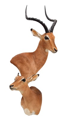 Lot 314 - Taxidermy: A Pair of Common Impala (Aepyceros...