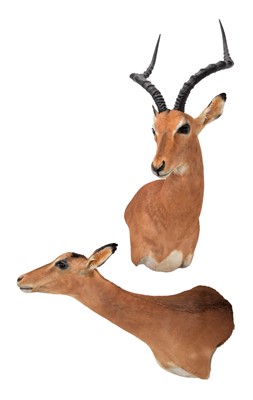 Lot 314 - Taxidermy: A Pair of Common Impala (Aepyceros...
