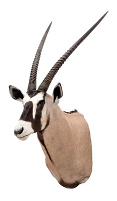 Lot 349 - Taxidermy: Gemsbok Oryx (Oryx gazella), circa...