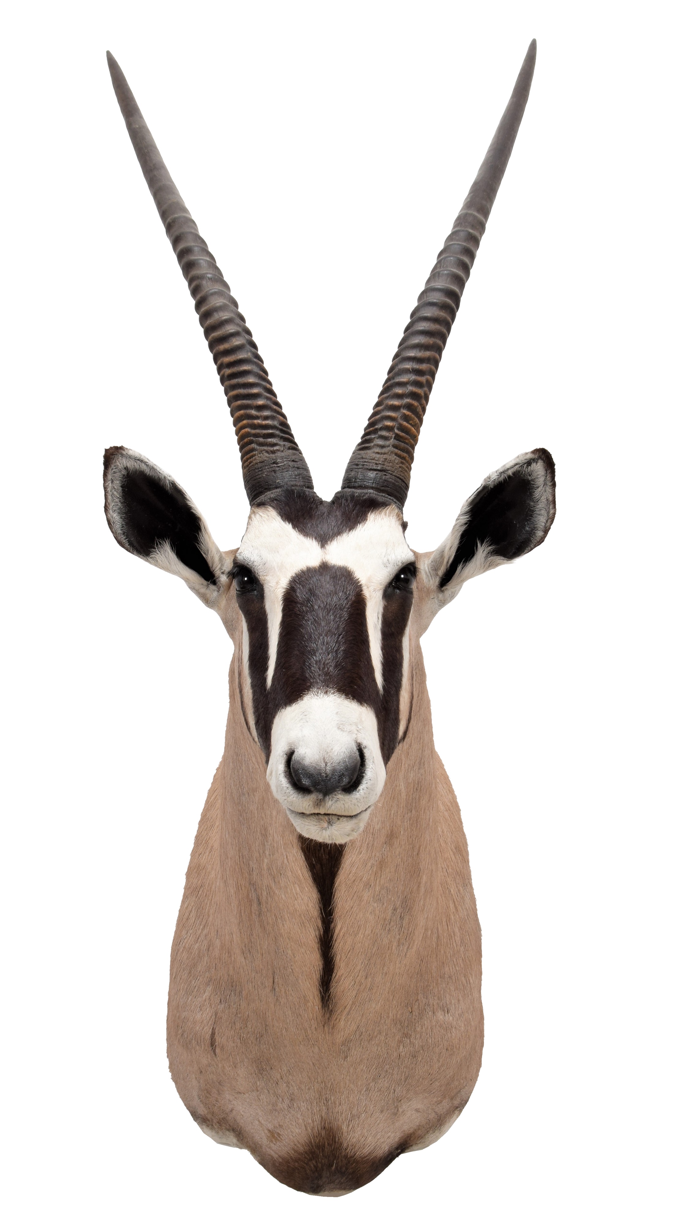 Lot 349 - Taxidermy: Gemsbok Oryx (oryx Gazella),