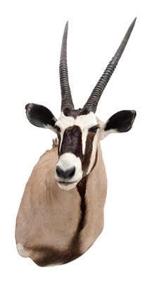 Lot 366 - Taxidermy: Gemsbok Oryx (Oryx gazella), circa...