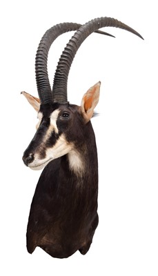 Lot 80 - Taxidermy: Southern Sable Antelope...
