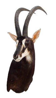 Lot 80 - Taxidermy: Southern Sable Antelope...