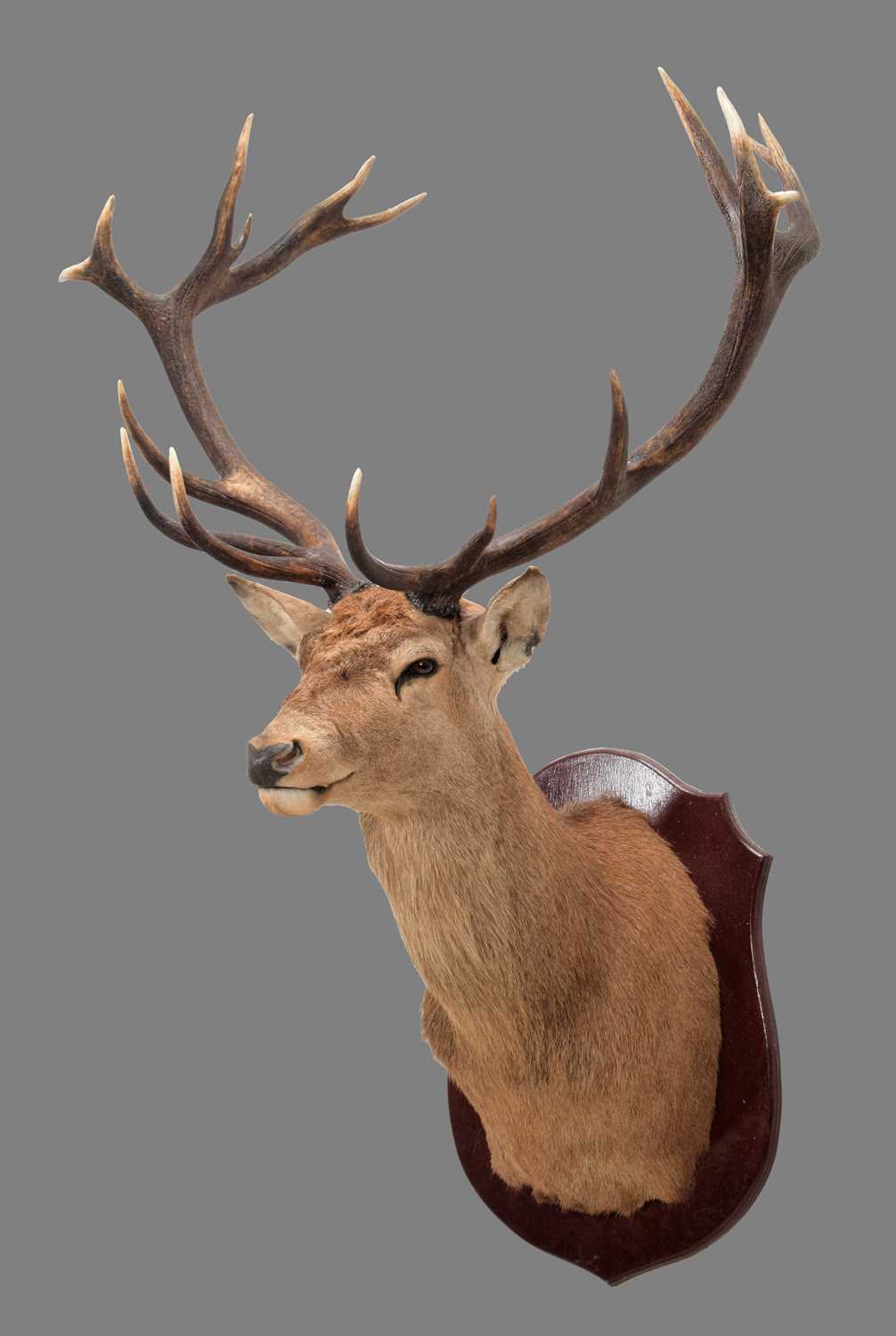 Lot 82 - Taxidermy: European Red Deer (Cervus elaphus...