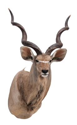 Lot 245 - Taxidermy: Cape Greater Kudu (Strepsiceros...
