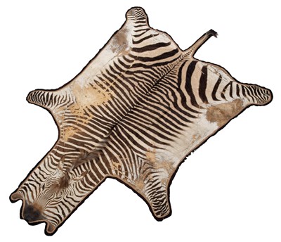 Lot 21 - Skins/Hides: Hartmann's Mountain Zebra Skin...