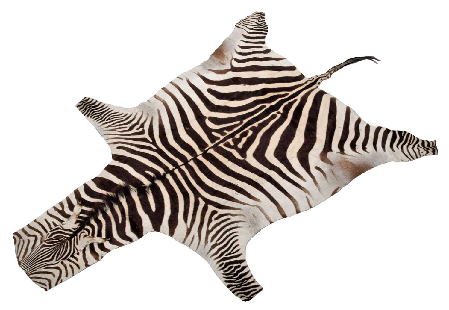 Lot 88 - Skins/Hides: Burchell's Zebra Skin (Equus...