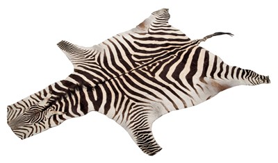 Lot 88 - Skins/Hides: Burchell's Zebra Skin (Equus...