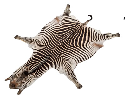 Lot 77 - Skins/Hides: Burchell's Zebra Skin (Equus...