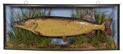 Lot 1243 - Taxidermy: A Cased Northern Pike (Esox lucius),...