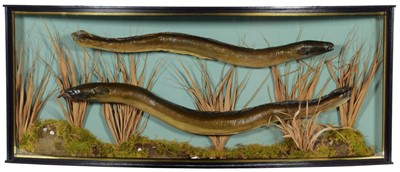 Lot 152 - Taxidermy: A Cased Pair of European Eels...