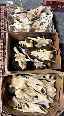 Lot 417 - Antlers/Horns: A Large Quantity of Red Deer...