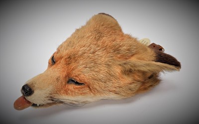 Lot 91 - Taxidermy: Red Fox Death Mask (Vulpes vulpes),...