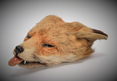 Lot 91 - Taxidermy: Red Fox Death Mask (Vulpes vulpes),...