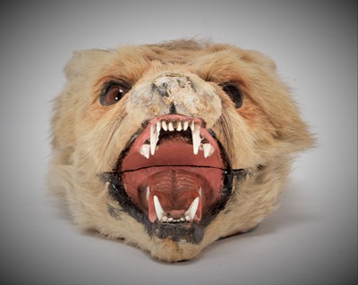 Lot 108 - Taxidermy: A Red Fox Mask Cigarette Box,...