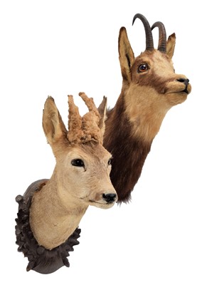 Lot 1173 - Taxidermy: Alpine Chamois & Perruque Roebuck,...