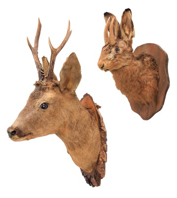 Lot 1165 - Taxidermy: A Jackalope & Roebuck, circa late...