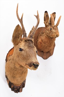 Lot 1165 - Taxidermy: A Jackalope & Roebuck, circa late...