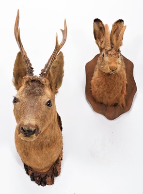 Lot 1165 - Taxidermy: A Jackalope & Roebuck, circa late...