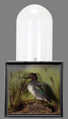 Lot 1129 - Taxidermy: A Cased European Teal (Anas crecca),...