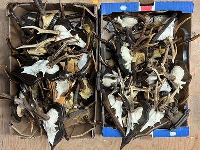 Lot 1200 - Antlers/Horns: European Roebuck Antlers...