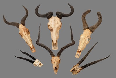 Lot 1229 - Antlers/Horns: A Group of African Game Trophy...