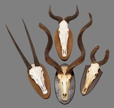 Lot 1230 - Antlers/Horns: A Group of African Game Trophy...