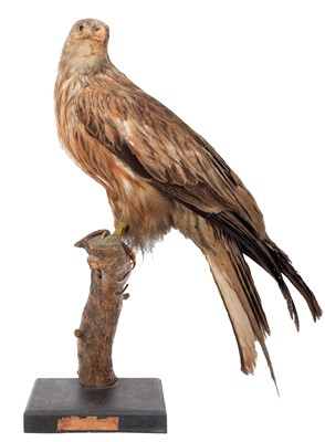 Lot 1205 - Taxidermy: A Late Victorian Red kite (Milvus...