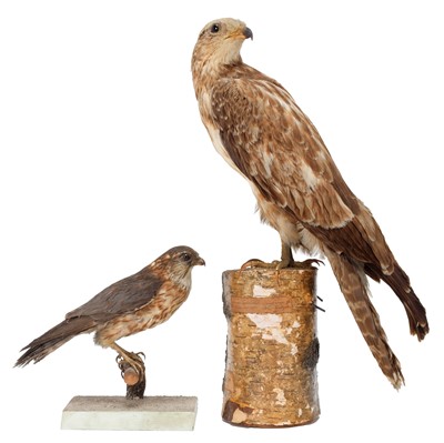 Lot 1206 - Taxidermy: A Victorian Honey Buzzard & Merlin,...